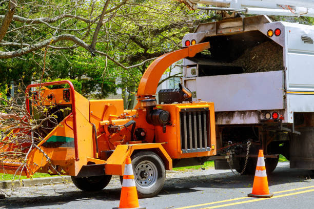 Best Stump Grinding and Removal  in Laguna Beach, CA