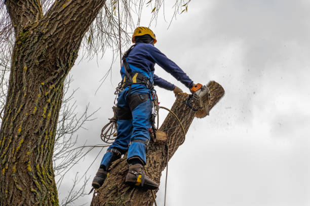 How Our Tree Care Process Works  in  Laguna Beach, CA