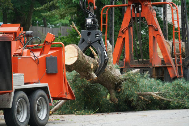 Best Tree Removal  in Laguna Beach, CA