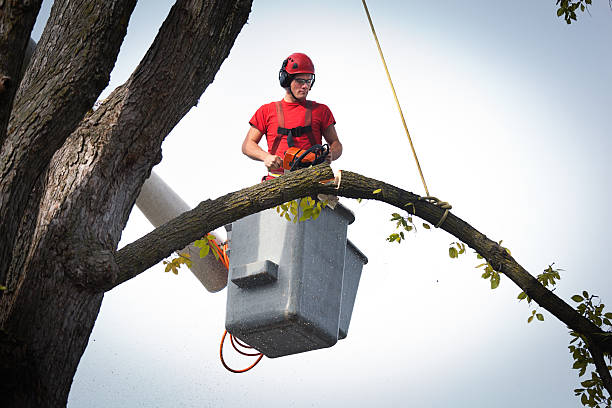 Professional  Tree Services in Laguna Beach, CA