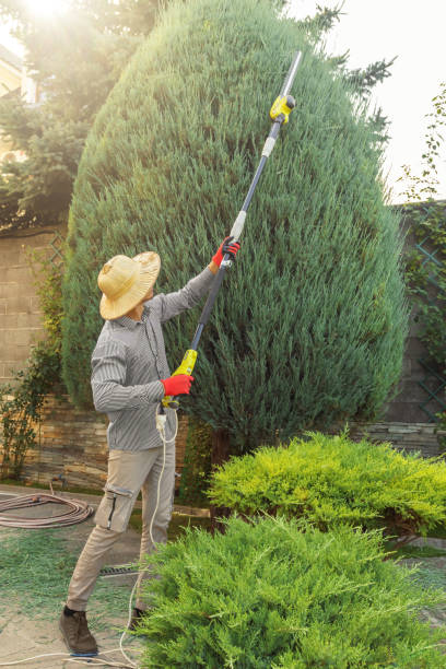 Best Tree Maintenance Programs  in Laguna Beach, CA